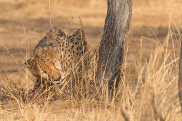 Cheetah in the Kalahari desert, Namibia, Africa