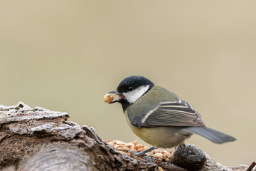 A great tit sitting on a piece of wood