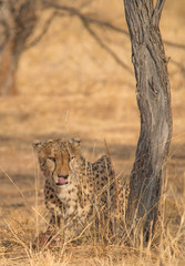 Cheetah in the Kalahari desert, Namibia, Africa