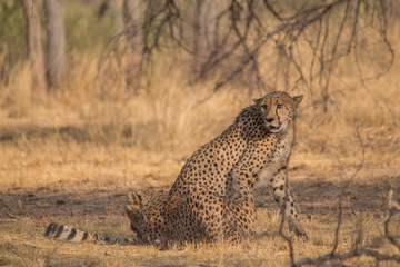 Cheetah in the Kalahari desert, Namibia, Africa
