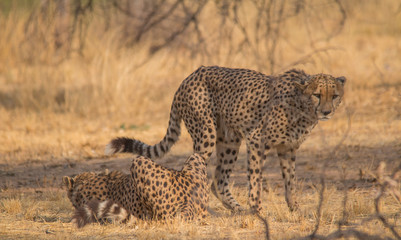 Cheetah in the Kalahari desert, Namibia, Africa