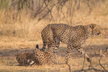 Cheetah in the Kalahari desert, Namibia, Africa
