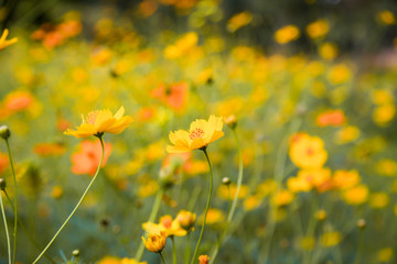 Yellow beautiful cosmos flower field
