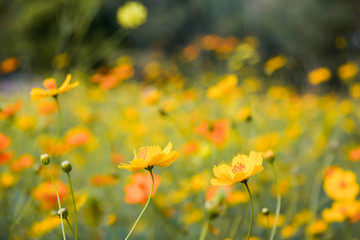 Yellow beautiful cosmos flower field