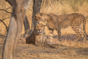 Cheetah in the Kalahari desert, Namibia, Africa
