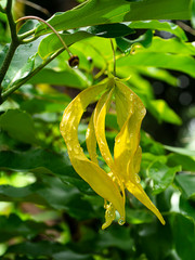 Chinese Desmos flower