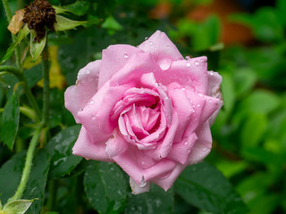 Pink Rose flower with blur background.