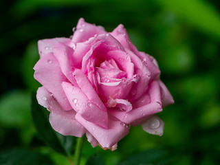 Pink Rose flower with blur background.