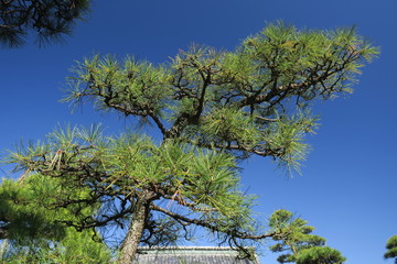 寺境内の秋の松の木と青空