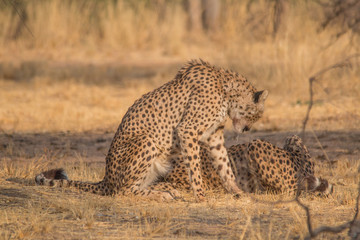 Cheetah in the Kalahari desert, Namibia, Africa