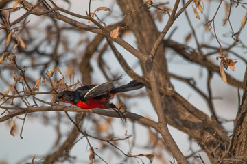 Crimson breasted shrike in a tree, Namibia, Africa