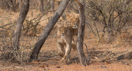 Lions running in the woodlands, Namibia, Africa
