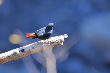 Lead metal color brook bird (Phoenicurus fuliginosus) in Taiwan stream.