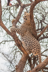 Leopard in the kalahari desert, Namibia, Africa