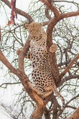 Leopard in the kalahari desert, Namibia, Africa