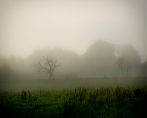 Early Morning Misty Meadow