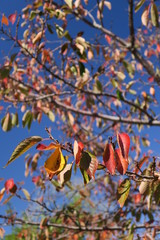 紅葉の桜の葉と青空