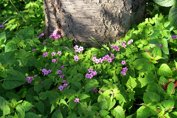 桜の木の下に咲く木漏れ日の中の芋酢漿草の花