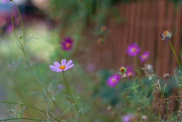 Beautiful garden flower in a lilac color on a natural green background. With copy-space.