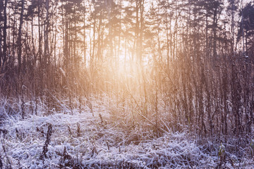 Dry and frozen plants on the meadow at sunny winter morning time.