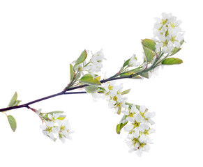 Fototapeta na wymiar blooming white isolated bird cherry branch