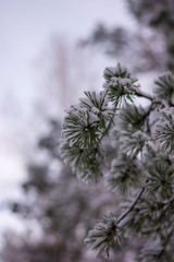 Close up of pine tree branch covered in snow on a cold Winter day. Bokeh, blur and shallow depth of field