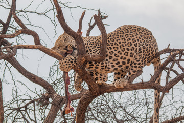 Naklejka na ściany i meble Leopard in the kalahari desert, Namibia, Africa