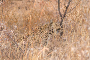 Leopard in the kalahari desert, Namibia, Africa