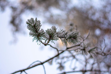 Close up of pine tree branch covered in snow on a cold Winter day. Bokeh, blur and shallow depth of field