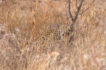 Leopard in the kalahari desert, Namibia, Africa