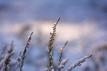 Close up of dead plant covered in snow on a cold Winter day. Bokeh, blur and shallow depth of field with blue tones in the back