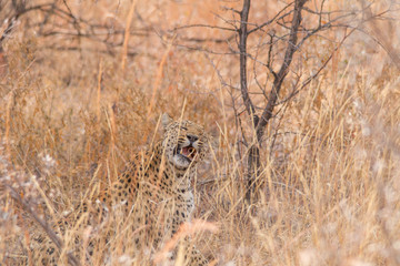 Leopard in the kalahari desert, Namibia, Africa
