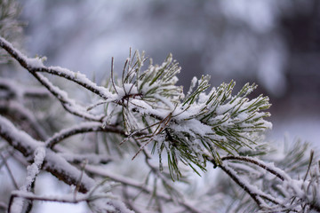 Close up of pine tree branch covered in snow on a cold Winter day. Bokeh, blur and shallow depth of field