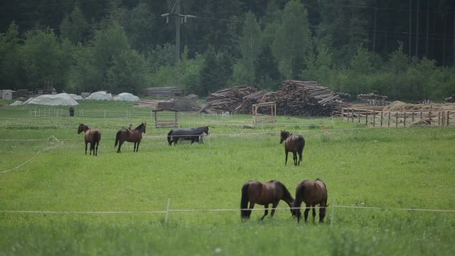 Horses grazing in the field inside white fence. Back view