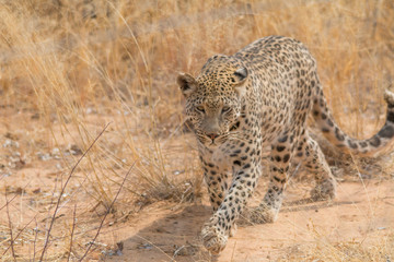 Leopard in the kalahari desert, Namibia, Africa