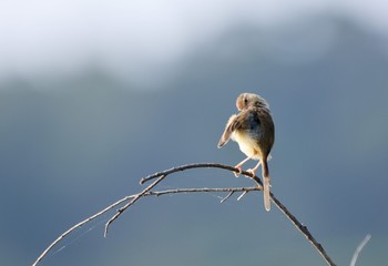 Brown-headed Oriole bird Taiwan Subspecies (Prinia inornata flanirostris)
