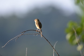 Brown-headed Oriole bird Taiwan Subspecies (Prinia inornata flanirostris)