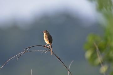 Brown-headed Oriole bird Taiwan Subspecies (Prinia inornata flanirostris)