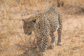 Leopard in the kalahari desert, Namibia, Africa