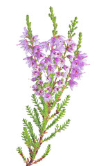 Fototapeta premium blossoming fine lilac heather branch isolated closeup