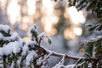 Close up of spruce tree branch with cones covered 