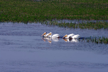 Pelicans