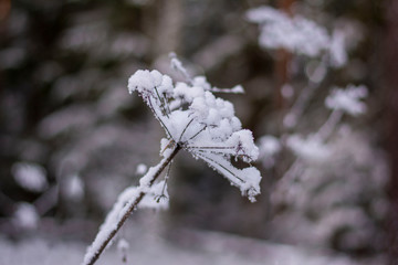 Close-up of frosty, snowed inflorescence flower during Winter. Bokeh, blur and soft focus of trees in a forest in the background. Shallow depth of field