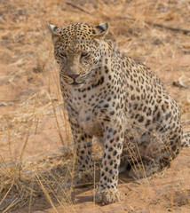 Leopard in the kalahari desert, Namibia, Africa