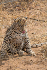 Leopard in the kalahari desert, Namibia, Africa