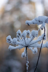 Close-up of frosty, snowed inflorescence flower during Winter. Bokeh, blur and soft focus of trees in a forest in the background. Shallow depth of field