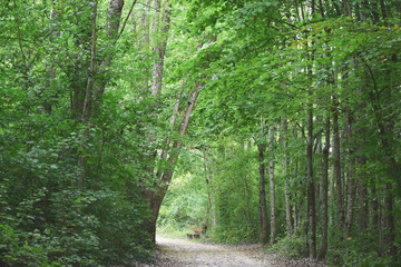 Green  forest in the park