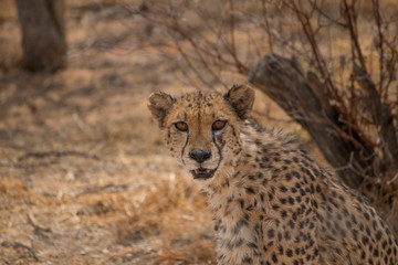 Cheetah in the Kalahari desert, Namibia, Africa