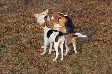 English beagle puppy, akita inu puppy and estonian hound puppy are playing in the autumn park. Pet animals.