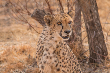 Cheetah in the Kalahari desert, Namibia, Africa